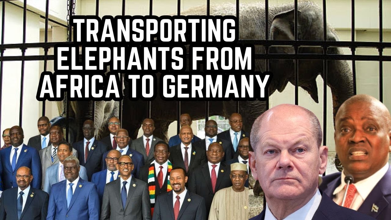 Inside Story: Transporting Elephants Amid African War