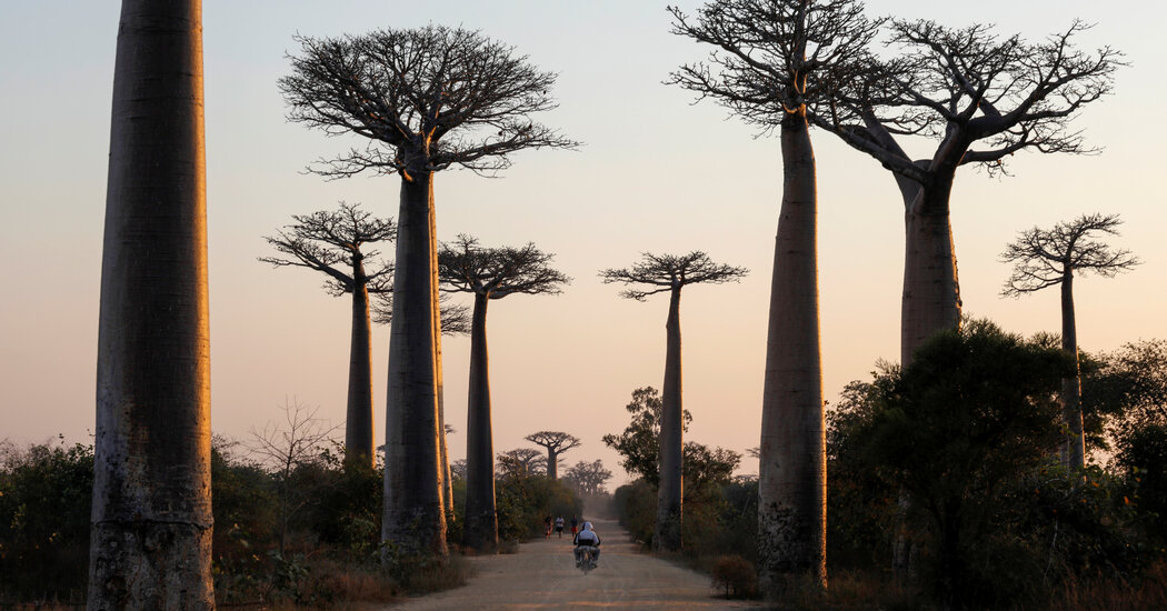 Baobab Timber Had a Unusual Evolutionary Walk