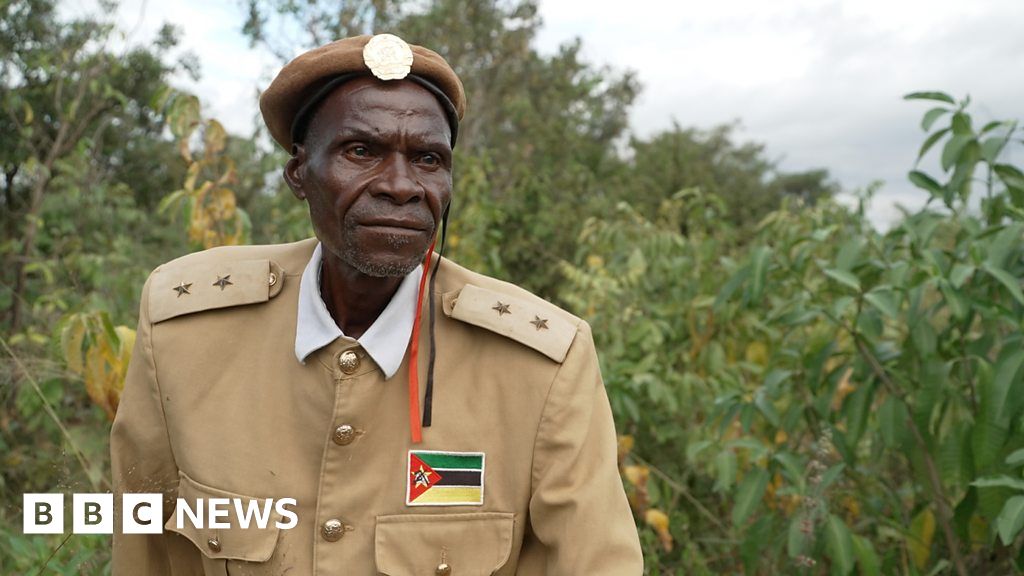 Mozambique tree loss: ‘It's possible to regain the forest we once had’