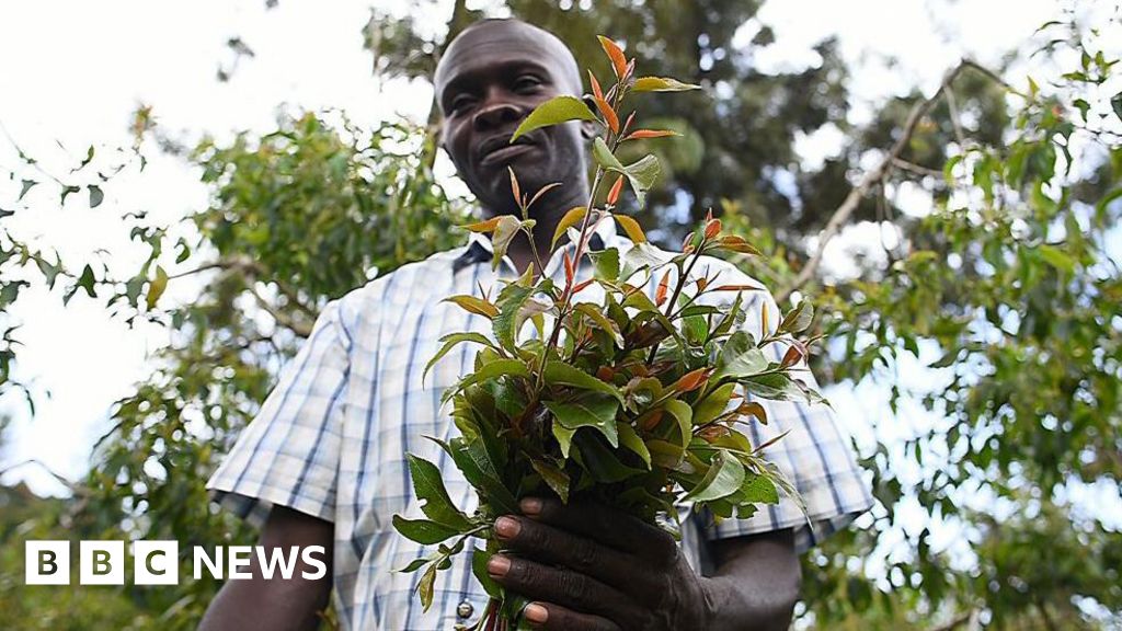 President Ruto reverses contentious stimulant ban