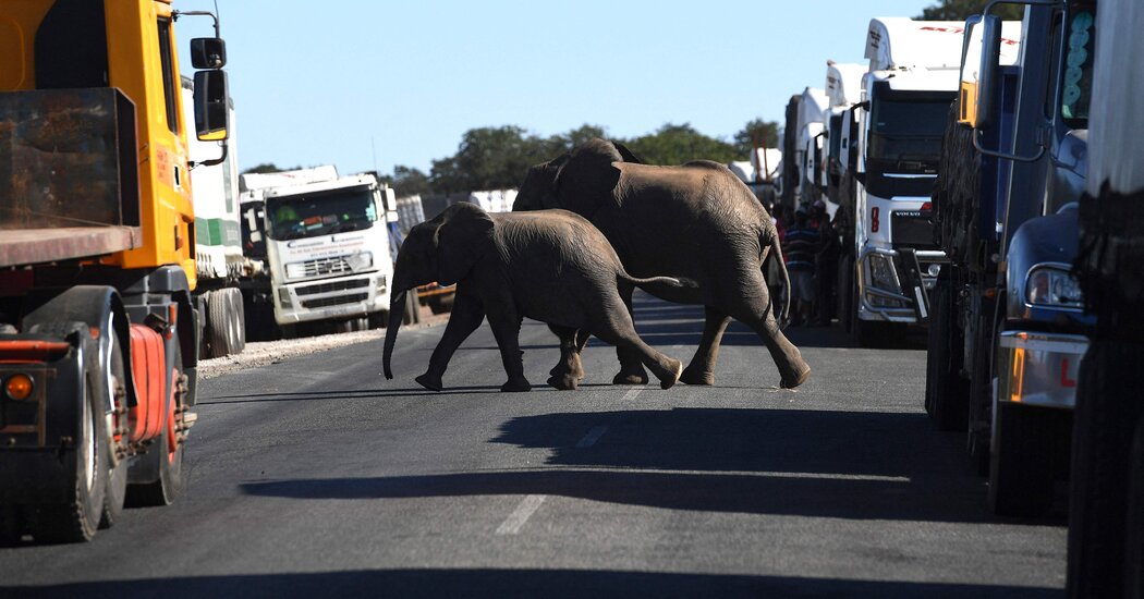 A Vacationer From Brandnew Mexico Is Killed via an Elephant in Zambia