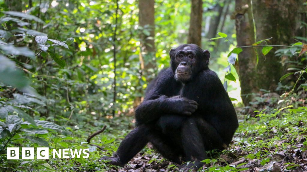 Chimpanzees ‘self-medicate’ with healing plants