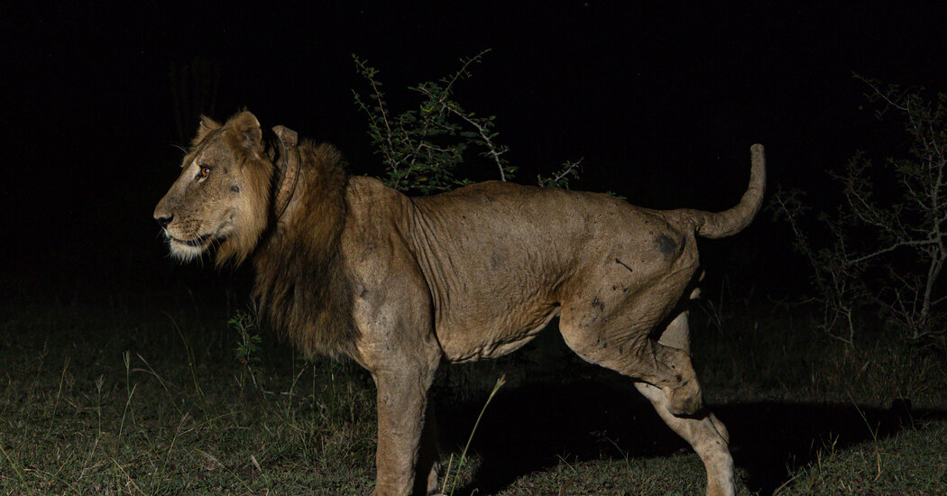 Why a 3-Legged Lion and His Brother Swam Throughout a Crocodile-Crammed River