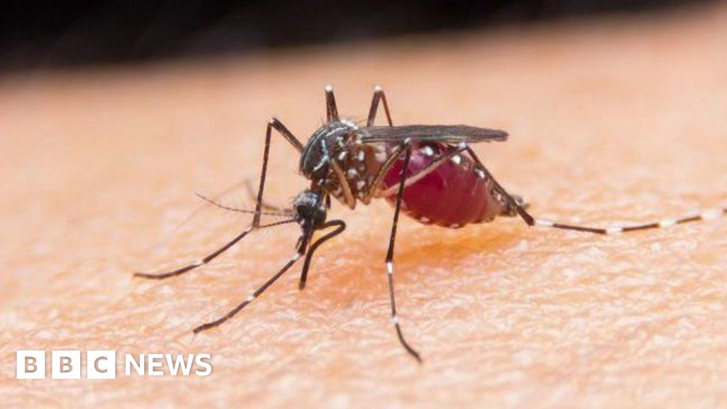 Egypt declared malaria-free by means of International Condition Group