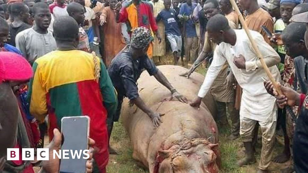 Nigeria the city in Kebbi shape celebrates then weeding out ‘killer hippo’