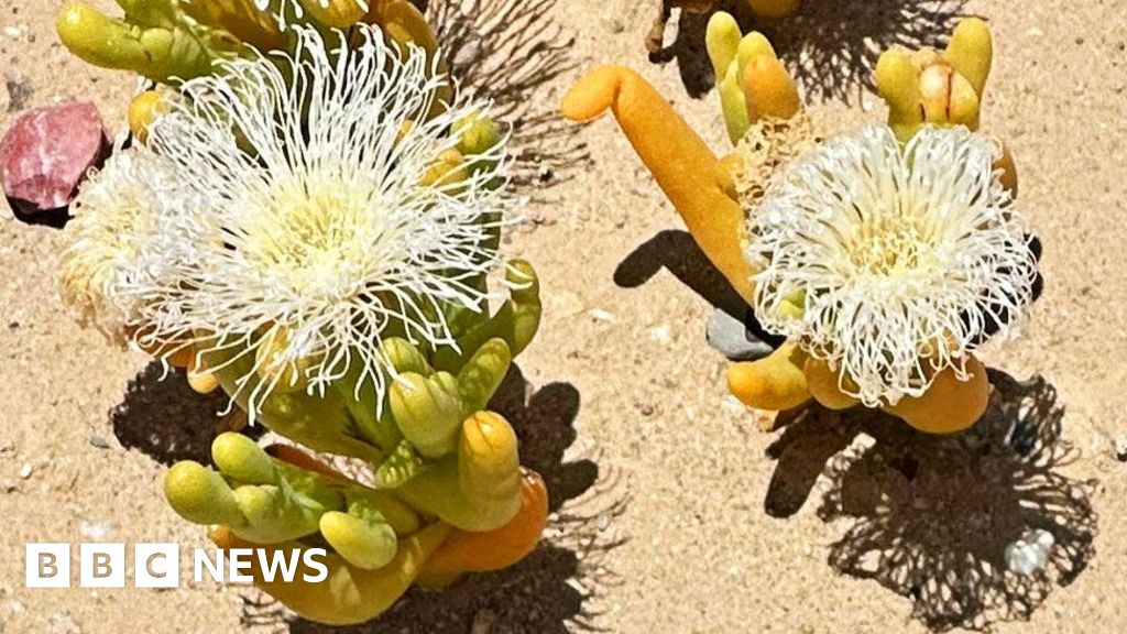 South Africa’s succulent vegetation beneath warning from poachers within the Karoo