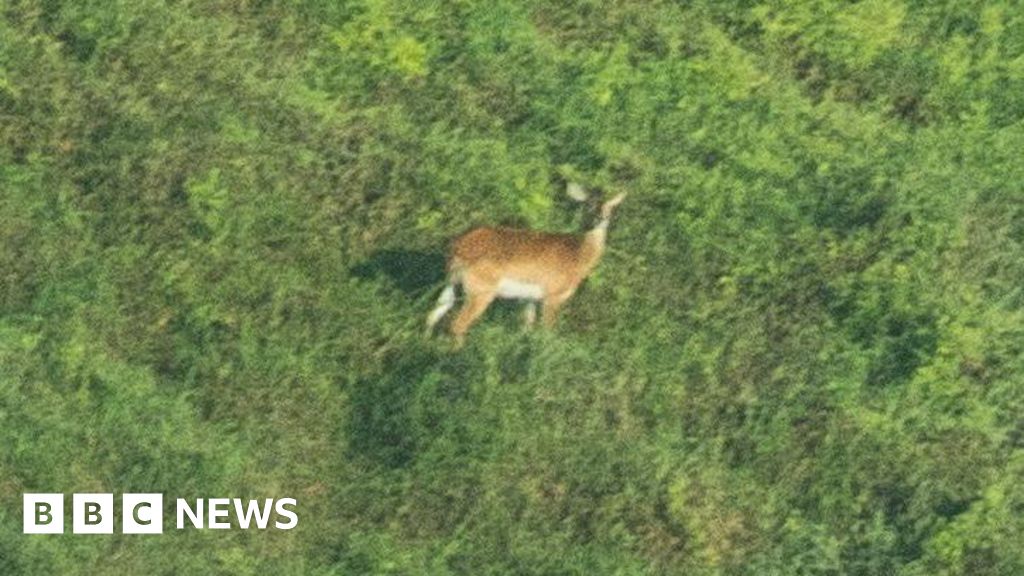 Study reveals first ever published photo of rare Upemba Lechwe antelope, it says