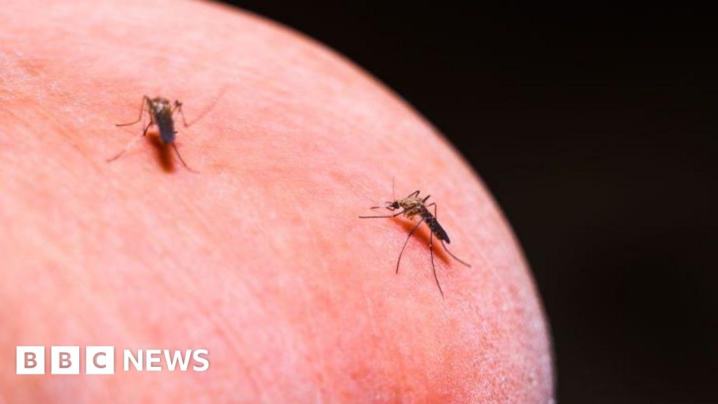 Target mosquito parasites with drugs to cut malaria, study says