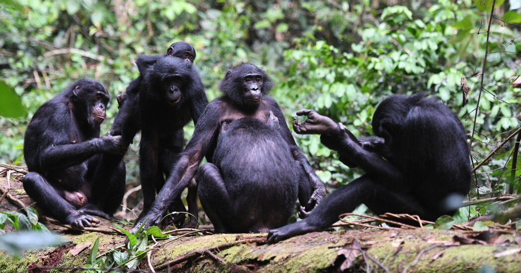 These Apes Are Matriarchal, but It Doesn’t Mean They’re Peaceful
