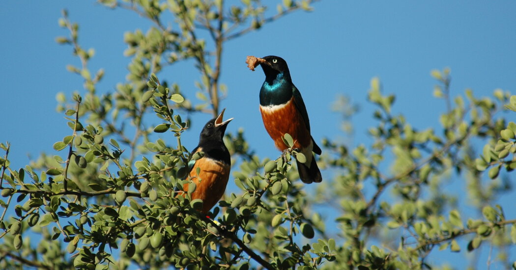 These Beautiful Birds Form Something Like Lasting Friendships