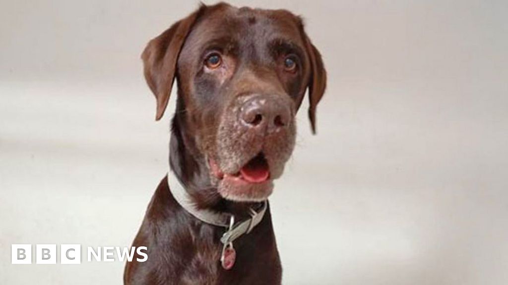 South Africans rejoice after rescued guide dog facing euthanasia given reprieve