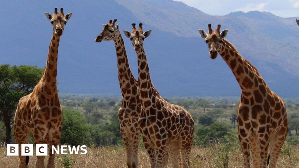 Three more giraffe species than previously thought, scientists say
